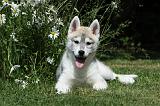 SIBERIAN HUSKY 362